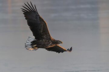 Havsörn (Haliaeetus albicilla)