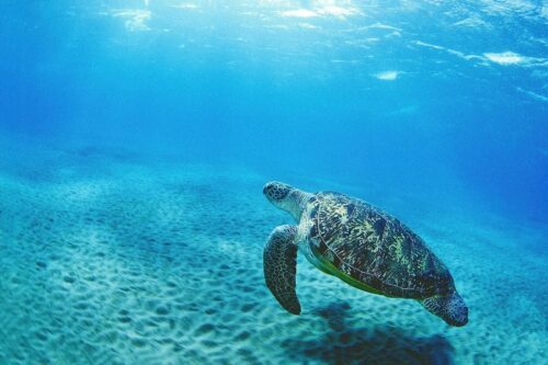 havsskldpaddor-ett-a.jpg Havssköldpaddor ett av många marina djur som tas upp som oönskad bifångst och därmed hotas deras överlevnad. Foto: Andrey Nekrasov / WWF Canon
