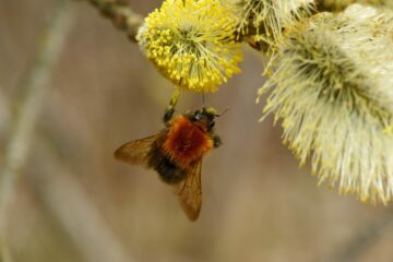 Hushumla (Bombus hypnorum)