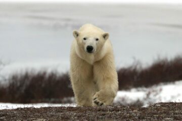 Isbjörn