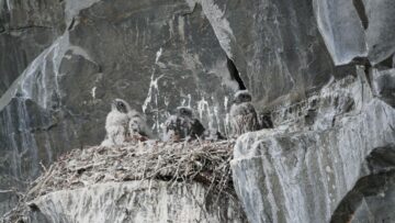 Jaktfalk (Falco rusticolus)