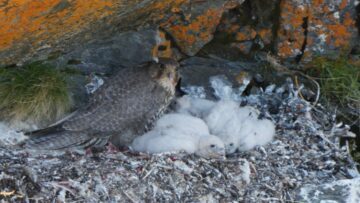 Jaktfalk (Falco rusticolus)