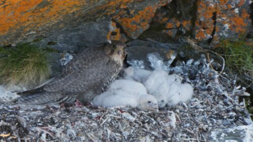 Jaktfalk (Falco rusticolus)