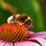 Jordsnylthumla (Bombus bohemicus)
