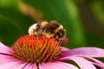 Jordsnylthumla (Bombus bohemicus) Jordsnylthumla (Bombus bohemicus)