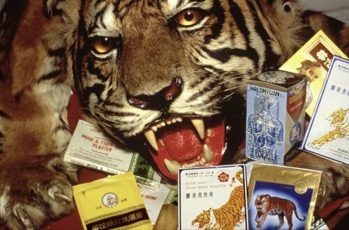 Kinesisk medicin innehållande noshörningsdelar och tigerdelar.