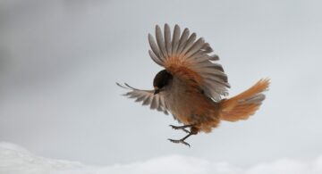 Lavskrika (Perisoreus infaustus)