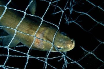 En brunaktig fisk fångad i ett fisknät under vatten, nätets rutmönster omsluter kroppen.