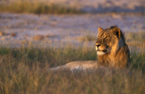 Lejon i Selous
