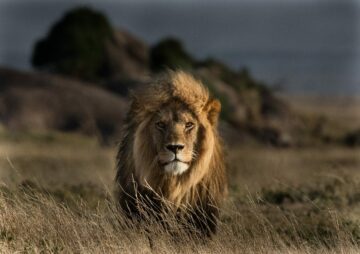 Lejon