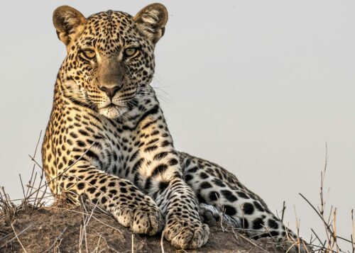 Leopard