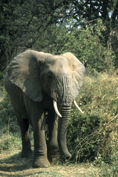 Afrikansk savannelefant i Tanzania. Elefanterna jagas för sina betar som snidas till elfenbensföremål och säljs dyrt.