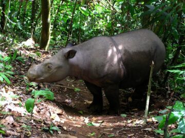 Sumatranoshörning