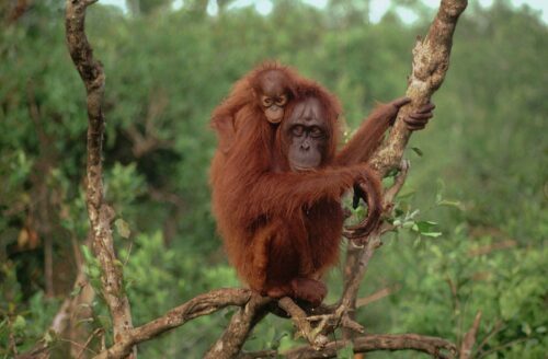 Orangutang