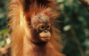 Orangutang