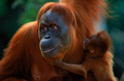 Orangutang, Fotograf: naturepl.com / Anup Shah / WWF Orangutang