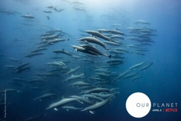 Bild från Our Planet. Foto: Hugh Pearson