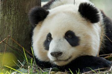 Närbild på panda Närbild på panda