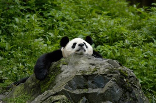 Panda som vilar på en sten