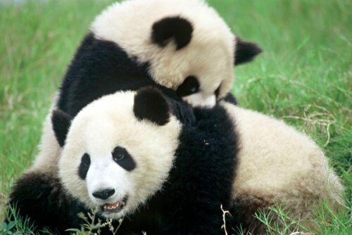 Panda