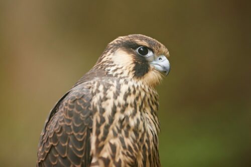 Pilgrimsfalk (Falco peregrinus)