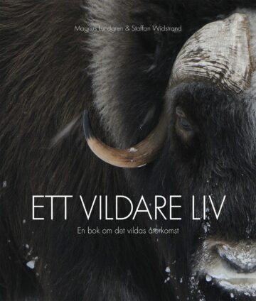 Bokomslag med en närbild av en myskox med snö på mule och horn. Text: "Magnus Lundgren & Staffan Widstrand" "ETT VILDARE LIV" "En bok om det vildas återkomst"