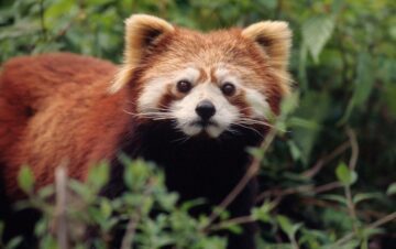 Röd Panda