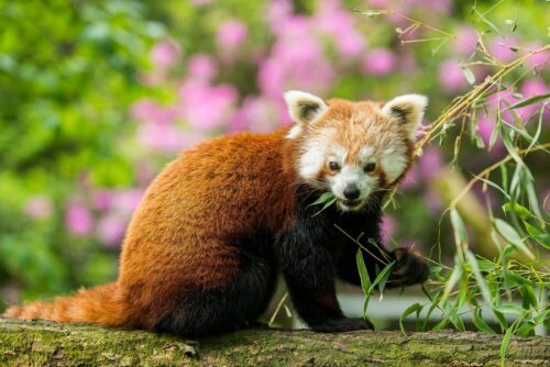 Röd panda