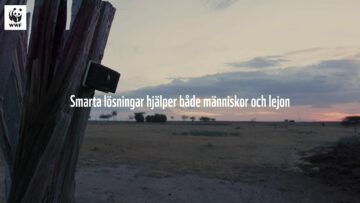 smarta lösningar hjälper både människor och lejon liggande