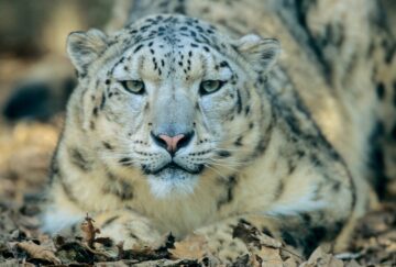 Snöleopard