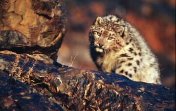 Snöleopard