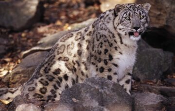 Snöleopard