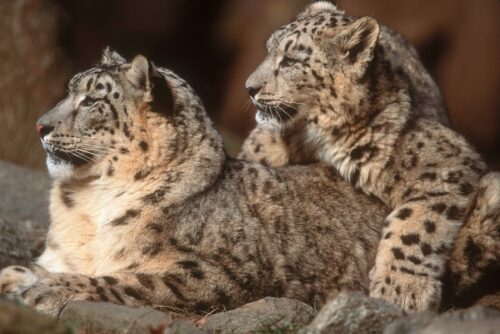 Två snöleoparder ligger ner på en berghäll