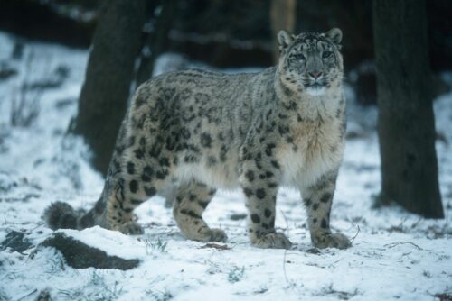 Snöleopard står i snö