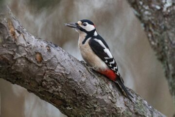 Större hackspett (Dendrocopos major)