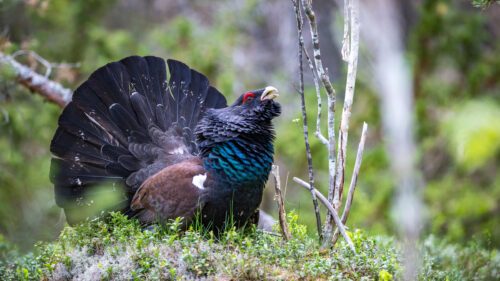 En hane av tjädern visar upp sina fjädrar i en grönskande skogsmiljö, med en imponerande, utbredd stjärt.