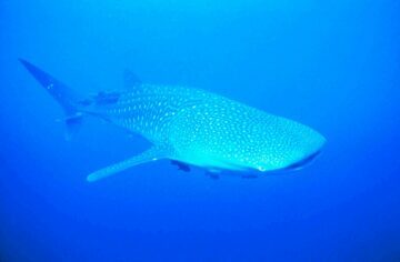 Valhaj (Rhincodon typus)
