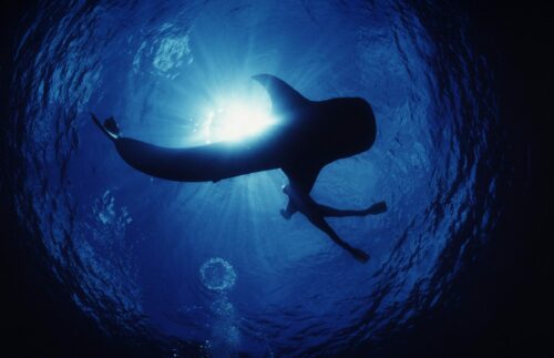 Valhaj (Rhincodon typus)