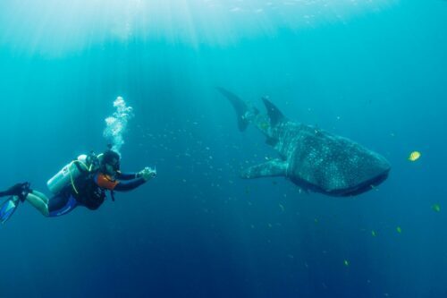 Valhaj (Rhincodon typus) med dykare