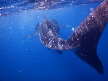 Valhaj (Rhincodon typus)