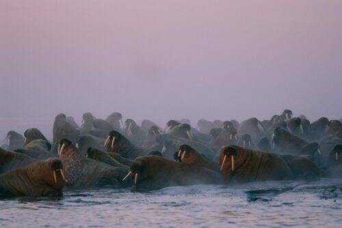 Valrossar Foto - Norbert Rosing/National Geographic Stock/WWF-Kanada