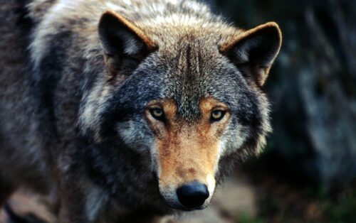 Varg (Canis lupus)
