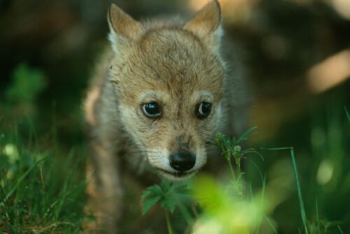 Varg (Canis lupus)