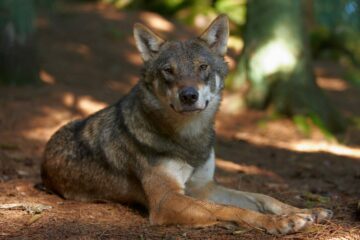 Varg (Canis lupus)