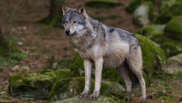Varg (Canis lupus), hona