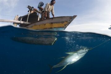 En fiskare i Indonesien drar upp en gulfenad tonfisk. Många småskaliga fiskerier har svårt att överleva på grund av det industriella fiskets intåg i deras vatten. Det drabbar även vanliga människor som fiskar för husbehov.
