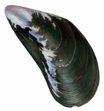 Blåmussla