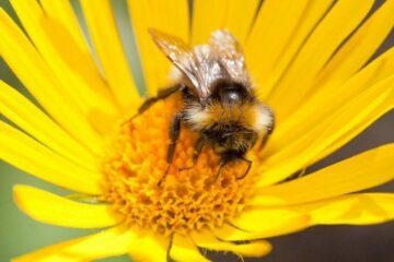 Humla blomma Humla blomma