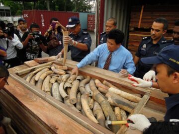 Elfenben African ivory seizure in Port Kelang, Malaysia Tulltjänstemän och journalister samlade kring en öppen trälåda full med beslagtagna elefantbetar (elfenben) i Malaysia.