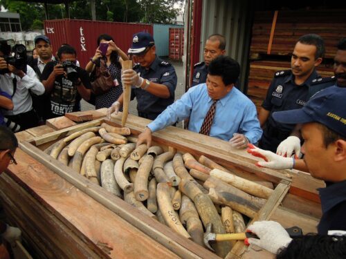Elfenben African ivory seizure in Port Kelang, Malaysia Tulltjänstemän och journalister samlade kring en öppen trälåda full med beslagtagna elefantbetar (elfenben) i Malaysia.